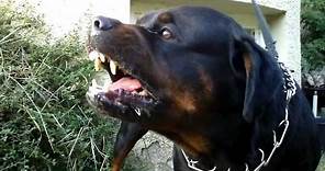Big Rottweiler defends his territory