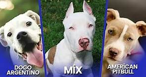 The Dogo Argentino Pitbull Mix: Comprehensive Guide