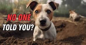 Things NOBODY tells you about owning a Jack Russell Terrier