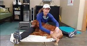 How to Help Your Dog Heal After Cruciate Surgery | Increasing Range of Motion