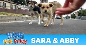 Dog rescue: Sara & Abby (Please share and help us find them a loving forever home)