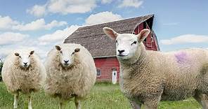 Conheça a Criação de Ovelhas - Animais da Fazenda - Som da Ovelha