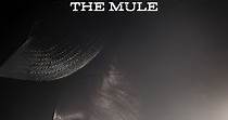 Il corriere - The Mule - film: guarda streaming online