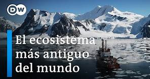 Antártida: Un mensaje de otro planeta | DW Documental