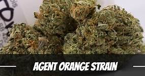 Agent Orange Cannabis Strain Information & Review