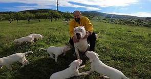 Dogo Argentino puppies - Beautiful morning