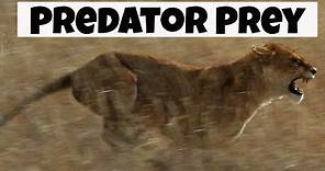 Predator Prey Interactions | Basic Ecology |