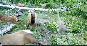 Cougar attacks Elk