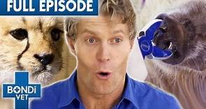 Dr Chris Brown Gives Nose Piercing to Pig | Best of Bondi Vet Episode 14 | Bondi Vet Full Episode