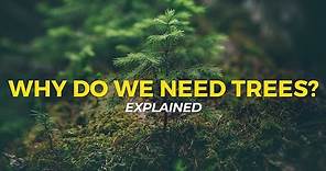Why Do We Need Trees? | Eco Facts | One Tree Planted