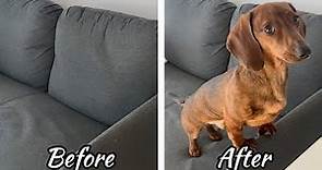 Life before and after getting a mini dachshund