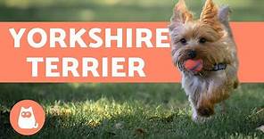 Yorkshire Terrier - Cura e addestramento