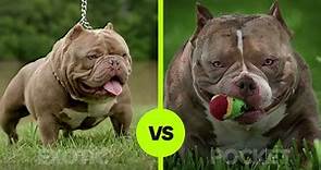 Exotic Bully vs. Pocket Bully: What’s The Difference