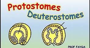 Protostomes Vs Deuterostomes