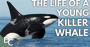 A Glimpse into the World of a Young Killer Whale | Killer Whales | Documentary Central