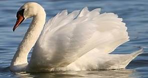 LIVE Graceful swans on the lake Relaxing video HD