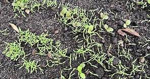 Poppy seed germination