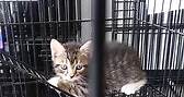 New kitten arrivals... - Dublin Laurens County Humane Society