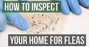 How to Inspect Your Home for Fleas (4 Easy Steps)