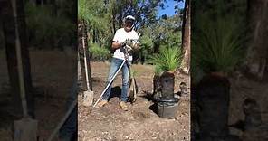How to plant Grass Trees / Blackboy Plants
