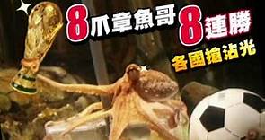 神算8連發 章魚哥保羅Paul Octopus大滿貫 義大利搶人沾光