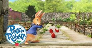Peter Rabbit - Peter's Greatest Narrow Escapes from Mr McGregor's Garden | Cartoons for Kids