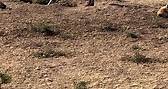 Increíble la vida salvaje en Masai Mara. Una madre Hiena cuidando de su cachorro! Inc momento! | Quim Fàbregas