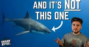 Scientist Explains Which Shark Is The MOST Dangerous!