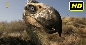 Depredadores Prehistóricos (2007 - 2009) "Las Aves del Terror" National Geographic HD