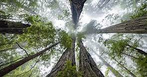 Este es Hyperion, el árbol más alto del mundo cuyo hogar se mantiene en secreto para evitar su destrucción - National Geographic en Español