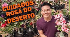 Como cuidar da Rosa do Deserto - AULÃO