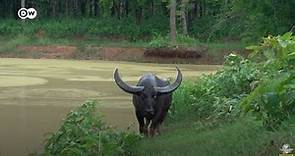 Conoce al majestuoso búfalo de agua salvaje