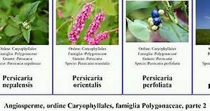 Angiosperme, ordine Caryophyllales, famiglia Polygonaceae, parte 2 persicaria polygonella rumex