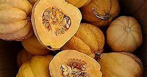 Thelma Sanders (Missouri Sweet Potato) Acorn Squash - 25 Seeds - Heirloom & Open-Pollinated Variety, USA-Grown, Non-GMO Vegetable Seeds for Planting Outdoors in The Home Garden, Thresh Seed Company