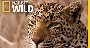 The Leopard is a Pouncer, Not a Chaser | Nat Geo Wild
