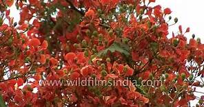 Delonix regia (Royal Poinciana) flowering