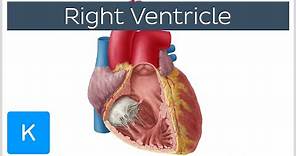 Right Ventricle - Function, Definition and Anatomy - Human Anatomy | Kenhub