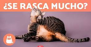 ¿Por qué mi GATO se RASCA MUCHO? 🐱 (7 Causas y Soluciones)