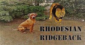 Rhodesian Ridgeback (Crestado Rodesiano)