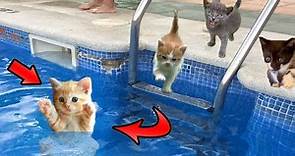 ¿Lindo gatito bebe se hunde en el agua de la piscina? Videos de gatitos graciosos en español