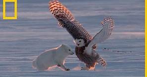 Los zorros árticos, unos animales muy difíciles de grabar | National Geographic en Español