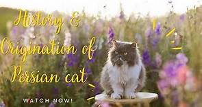Persian Cat Full History & it's Origination | HD | | Wikipedia |