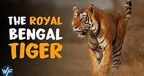 ROYAL BENGAL TIGER - The Most Majestic Feline