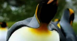 The Penguin King - Trailer