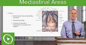 Mediastinal Areas – Anatomy | Lecturio