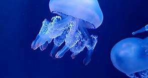 Jellyfish, Underwater, Sea