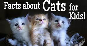 Facts about Cats for Kids | Animal Learning Video