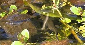 Palmate newt (Lissotriton helveticus)