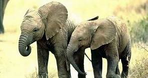 Elefante Africano - African elephant and the human nature