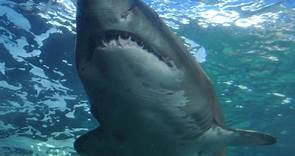 4.5公尺巨鯊撕咬泳客 他目睹全程嚇壞：身體斷成2半｜東森新聞